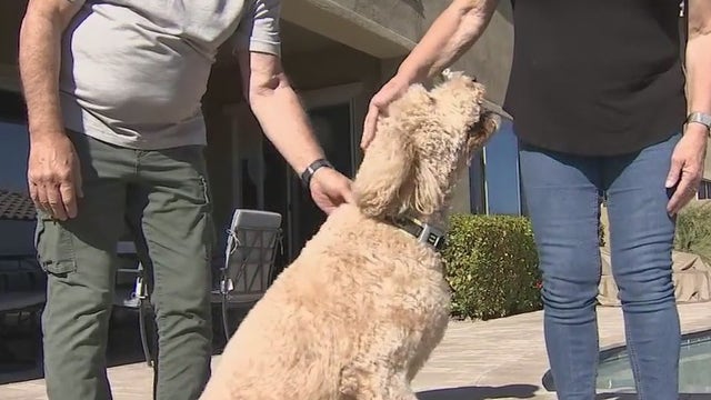 Veterinarians warn of marijuana poisoning in dogs now that it's legal in Arizona