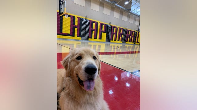 Scottsdale PD welcomes new police K-9