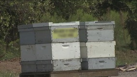 Buzzing neighborhood: Some Queen Creek residents bothered by bee swarm at orchard