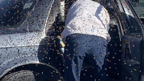 Video shows 15K bees swarm parked car at supermarket in New Mexico