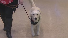 Meet Bravery: Arizona Coyotes adopts new service dog