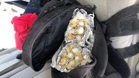 Border Patrol K-9 finds fentanyl stuffed in breakfast burritos near Yuma