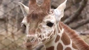 Young giraffe enjoys the outdoors for the first time at Indianapolis Zoo