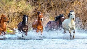 Some Salt River horses could be relocated to Scottsdale under proposed plan