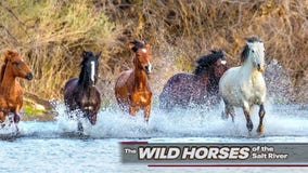 Wild horse management group works to humanely control the population on the Salt River