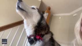 'I love you!': Adorable husky mimics his owner to say he loves her