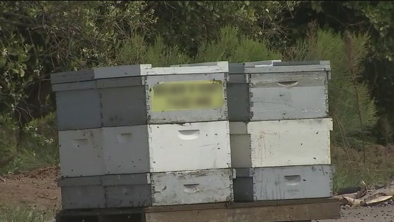Buzzing neighborhood: Some Queen Creek residents bothered by bee swarm at orchard