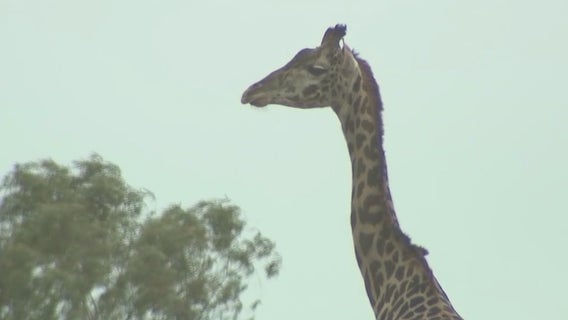 National concert benefits zoos and aquariums, including Phoenix Zoo