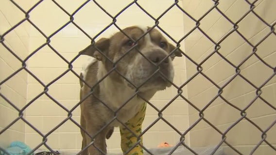 How to 'pet-proof' a home: March is Pet Poison Awareness Month