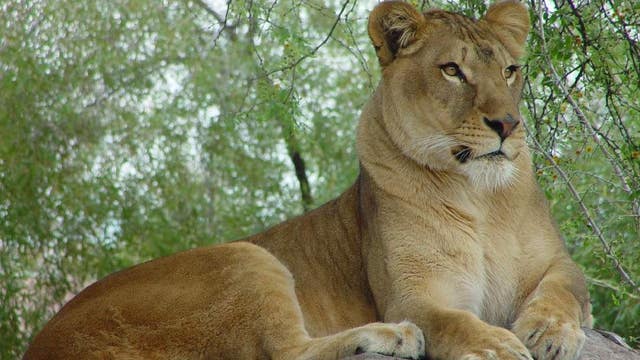 Cookie, 22-year-old Phoenix Zoo lion, humanely euthanized due to declining health