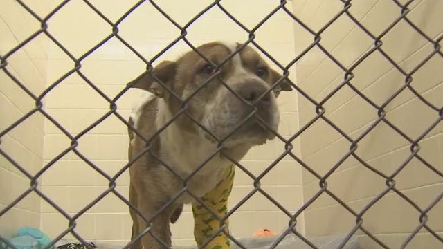 How to 'pet-proof' a home: March is Pet Poison Awareness Month