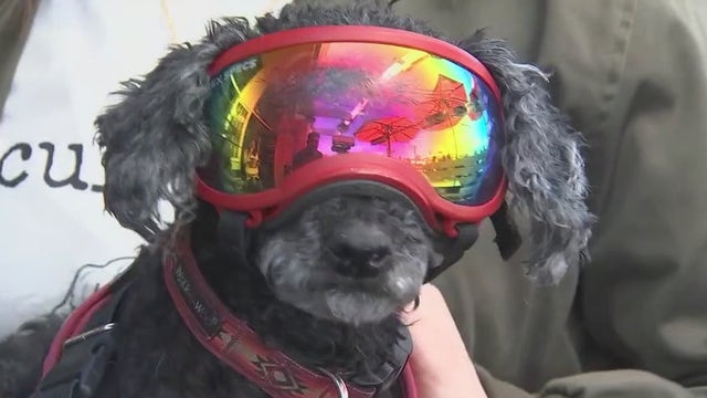 Phoenix company offers pet care services to those who need it