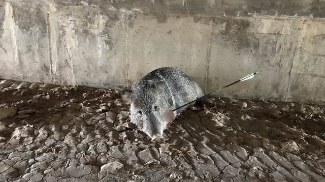 Javelina shot in face with arrow near Tucson; $1,500 reward offered