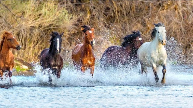 Some Salt River horses could be relocated to Scottsdale under proposed plan