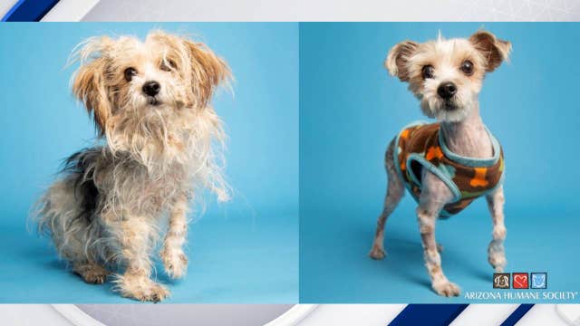 Abandoned Shih-Tzu gets makeover, hopes to find forever home