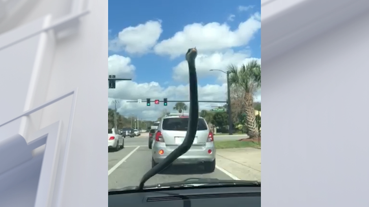 'Dude, I just need you to exit the car, please!': Snake hitches ride, terrifies woman - Vimarsana News