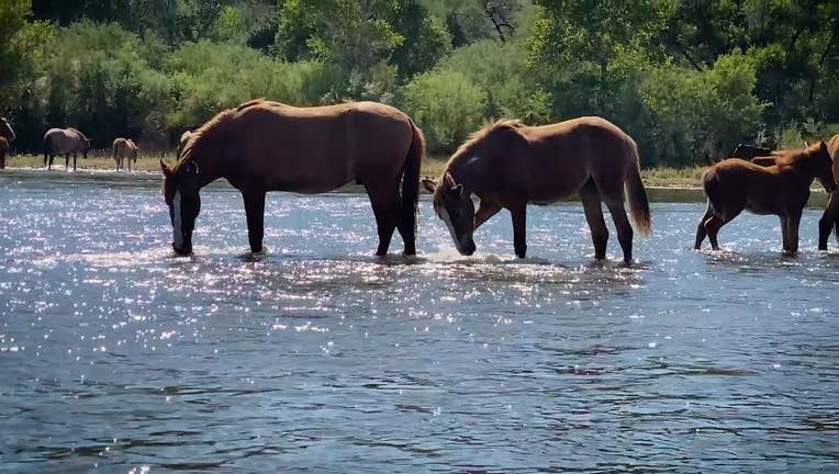 Wild horses