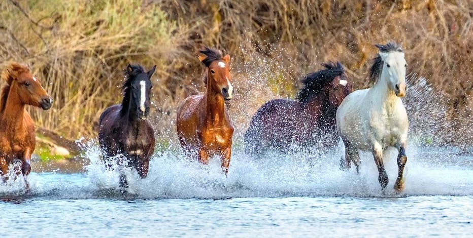 Some Salt River horses could be relocated to Scottsdale under proposed plan