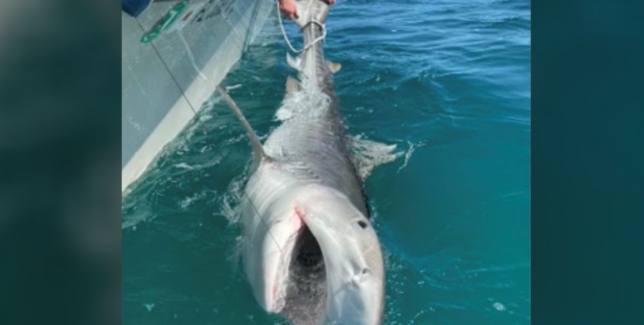 42++ 8 year old catches tiger shark Funny Cats