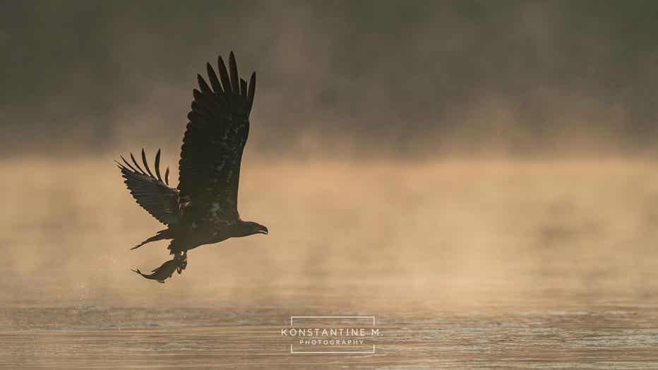 BaldEagles-2.jpg