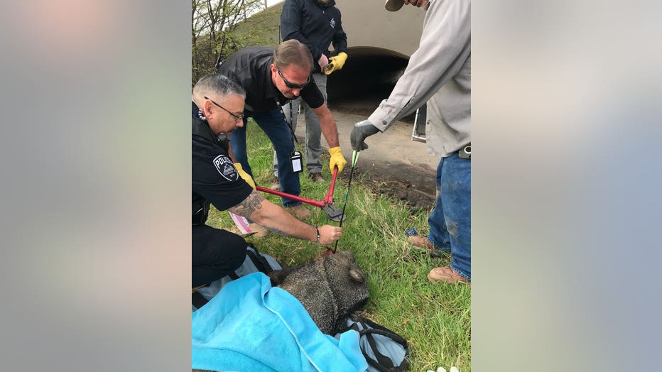 javelina shot in face2