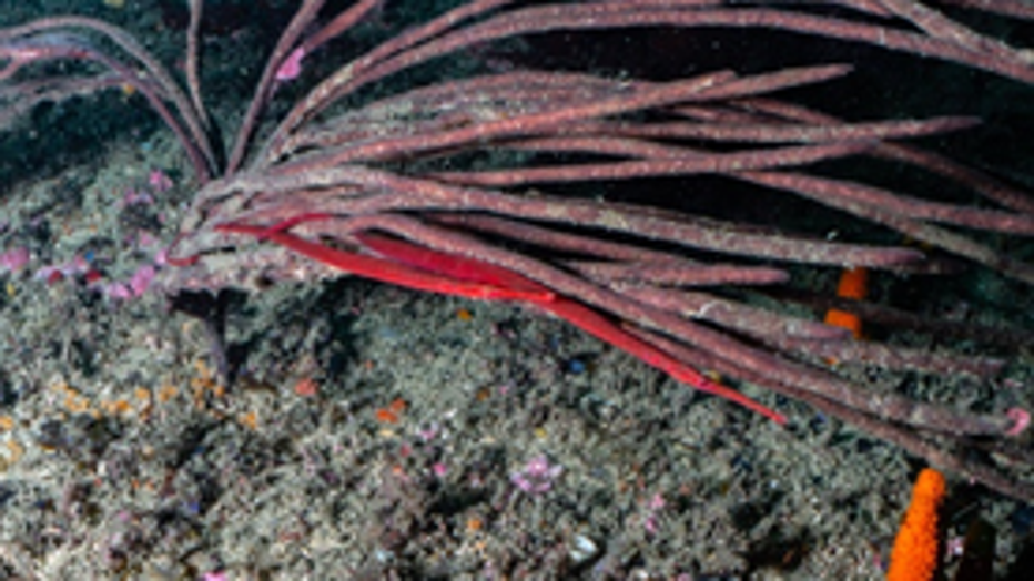 S.-harastii-Male-female-pair-in-finger-sponge.png