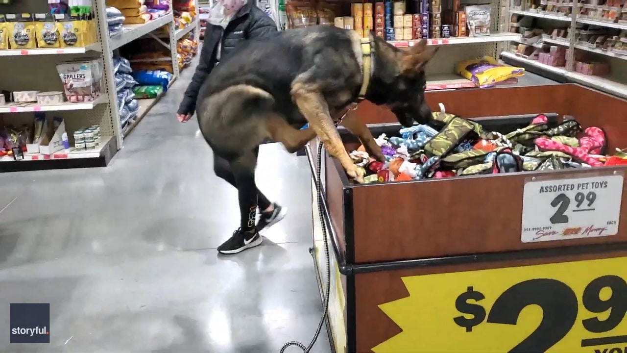 German hot sale shepherd shopping