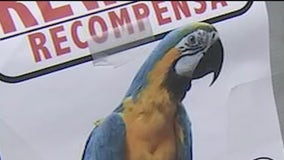 Maya the Macaw missing after Apache Junction house fire