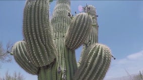 Low saguaro reproduction numbers at national park in Tucson