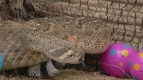 Number of snake calls increase as Arizona temperatures get warmer