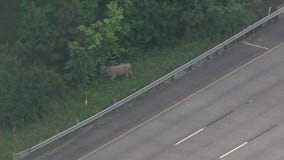 Harris County deputies wrangle loose cow on I-10 East Freeway