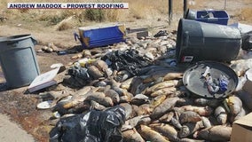 Man accused of dumping large pile of dead fish along Phoenix road