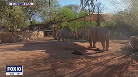 Friendship begins to take shape for rhinos at Phoenix Zoo