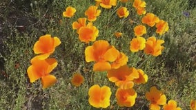 'A wipeout': Southern Arizona’s spring wildflower bloom absent this year