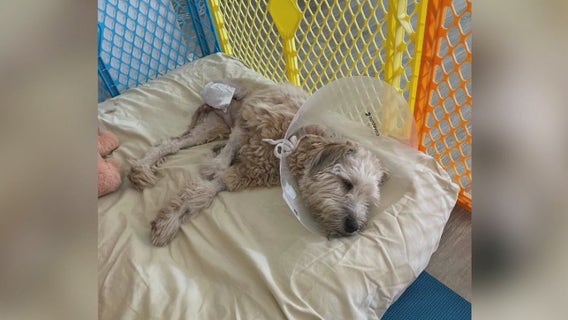Tigger the Wheaten Terrier loses leg after stepping on cactus spine in Arizona
