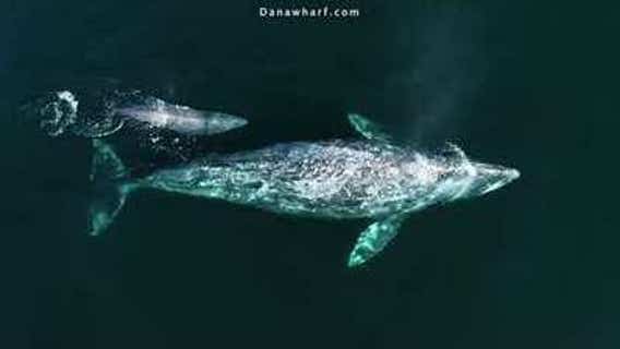 Drone footage captures baby whale swimming with mother off California coast