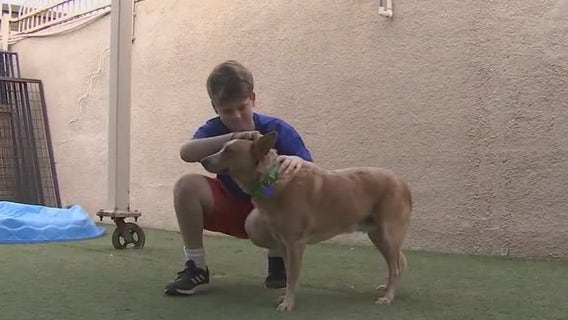 Father and son bond over volunteering at Tempe animal rescue