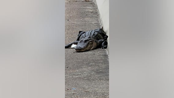 Alligator captured on bridge hours after cow wrangled on Houston-area freeway