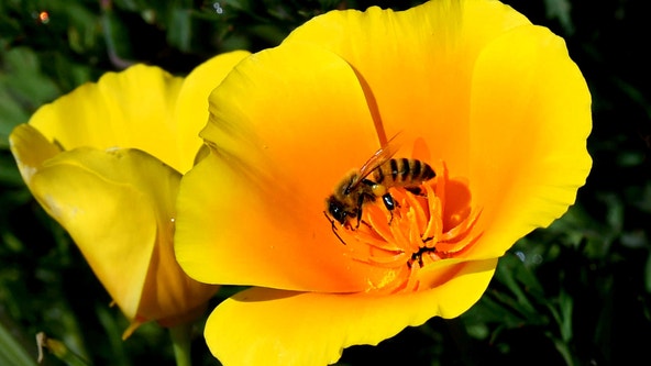 Pollen could play role increased COVID-19 infection rates, study suggests