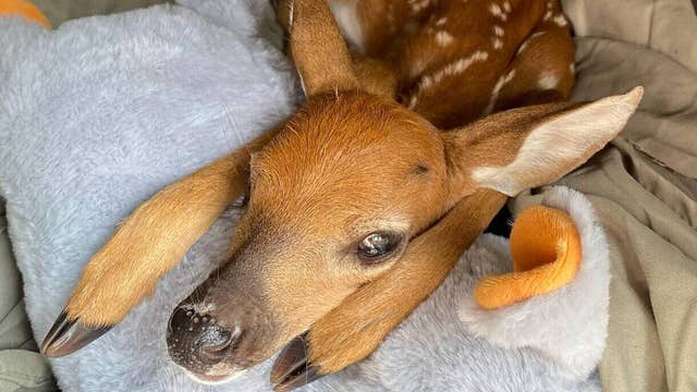 Baby deer rescued after being found on road next to dead mother in Brevard County