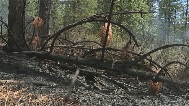 Invasive plants create issues for crews battling the Flag Fire in Kingman
