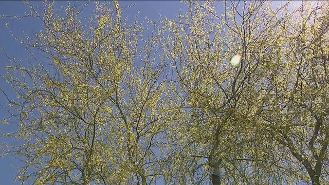 Misery for allergy sufferers as winds carry dust, pollen all over the place