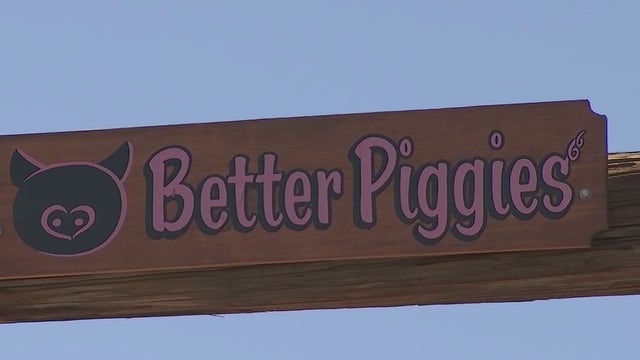 Pig rescue sees high number of surrenders after adopters fail to do their research