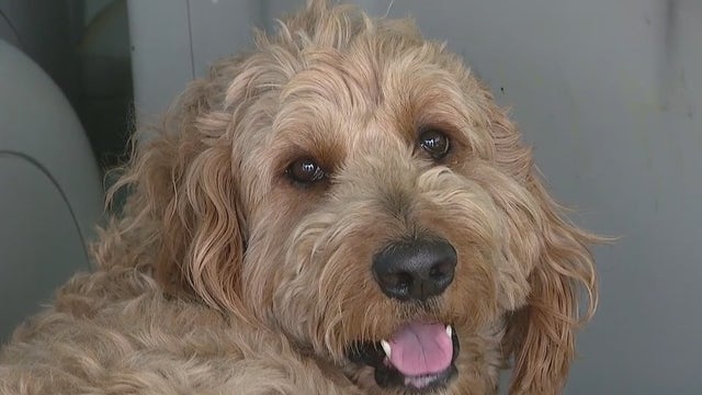 Dog survives after falling off 200 foot cliff near Sedona