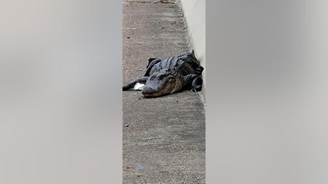 Alligator captured on bridge hours after cow wrangled on Houston-area freeway
