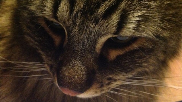 Killing a cat in a hit-and-run could soon be illegal in New Hampshire