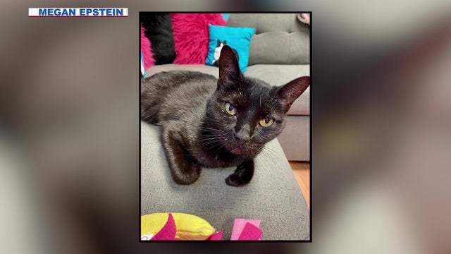 Deadly Tempe shooting prompts victim's family to lobby for law on pet rescues