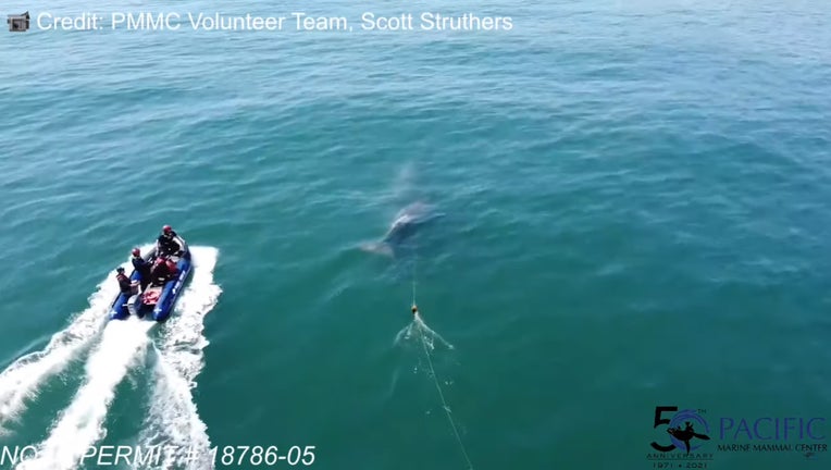 SCREENSHOT-Entangled-Gray-Whale-Calf-Rescue-Attempt-4.19.jpg