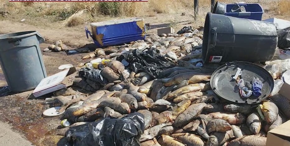 Man accused of dumping large pile of dead fish along Phoenix road