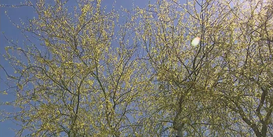 Misery for allergy sufferers as winds carry dust, pollen all over the place